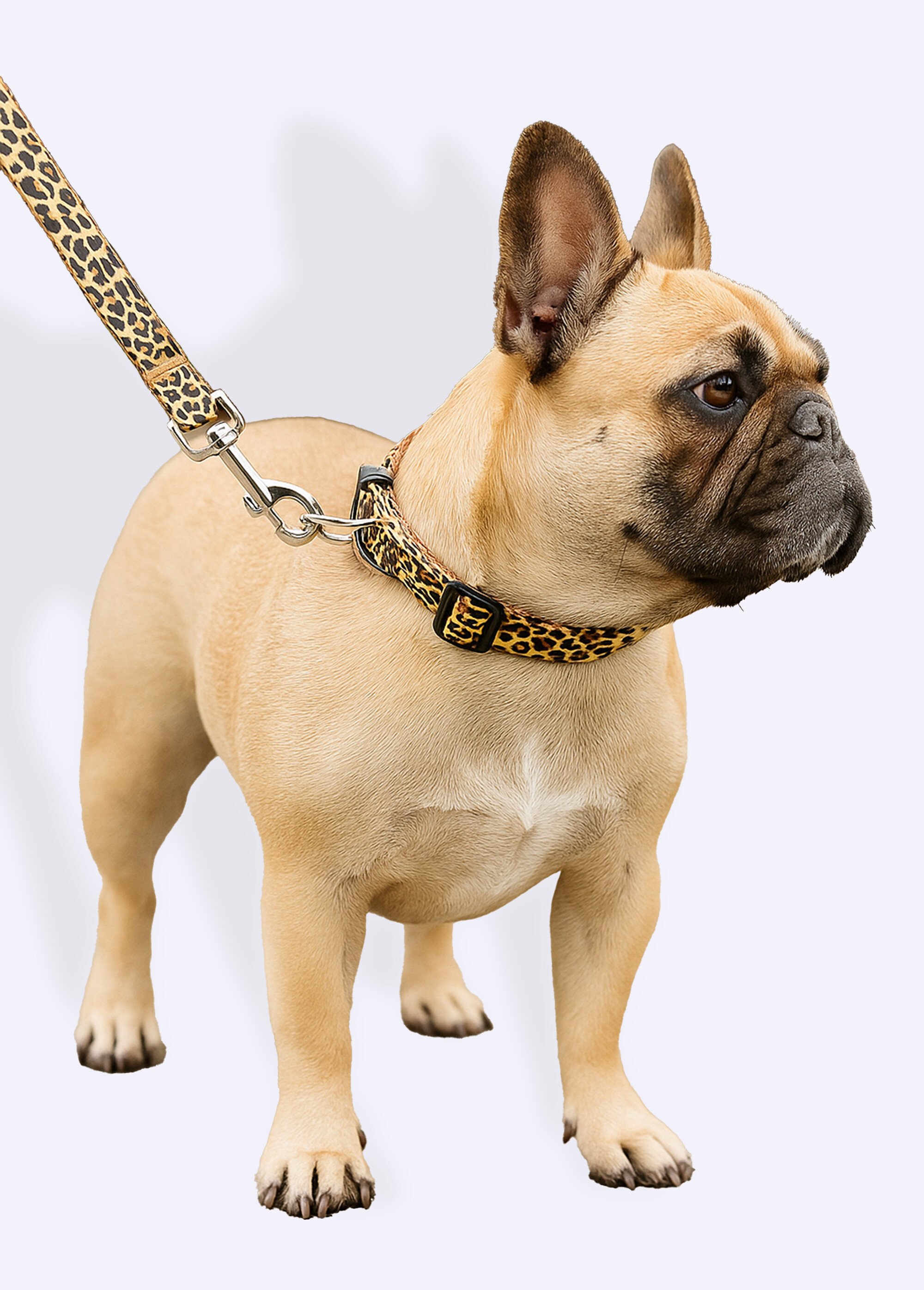 Collier pour chien + laisse léopard