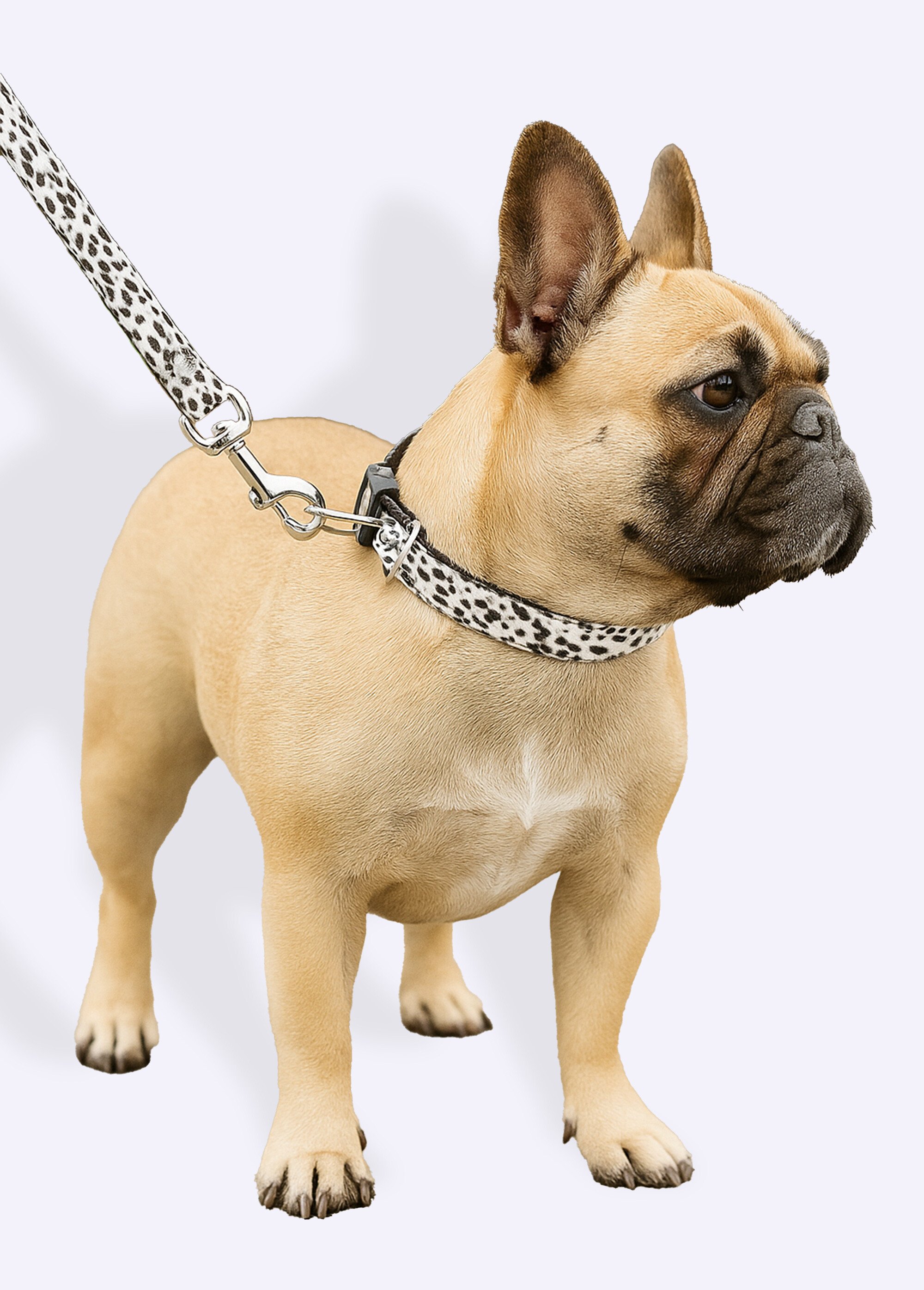 Collier pour chien + laisse léopard